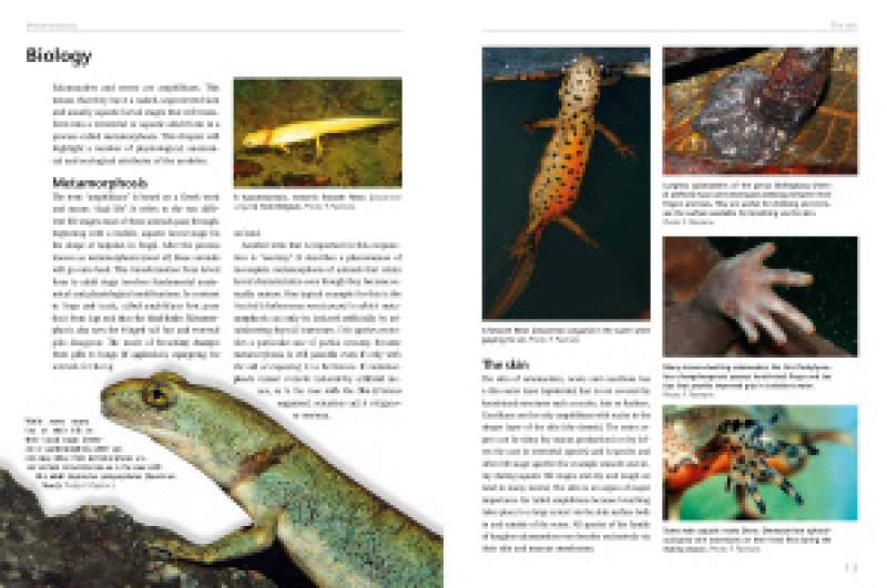 Preview: Salamanders - keeping and breeding